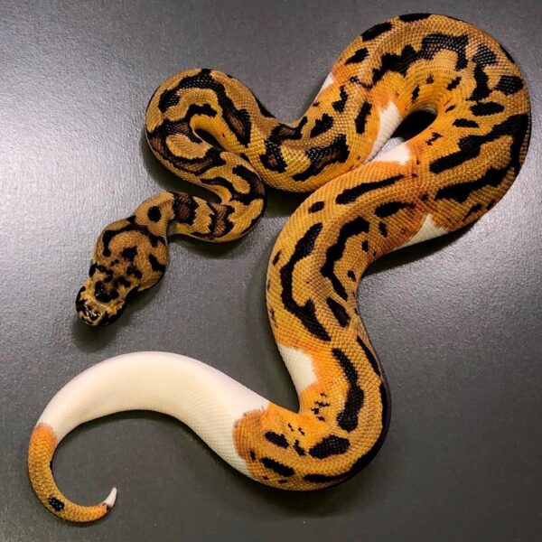 Baby Piebald Ball Python