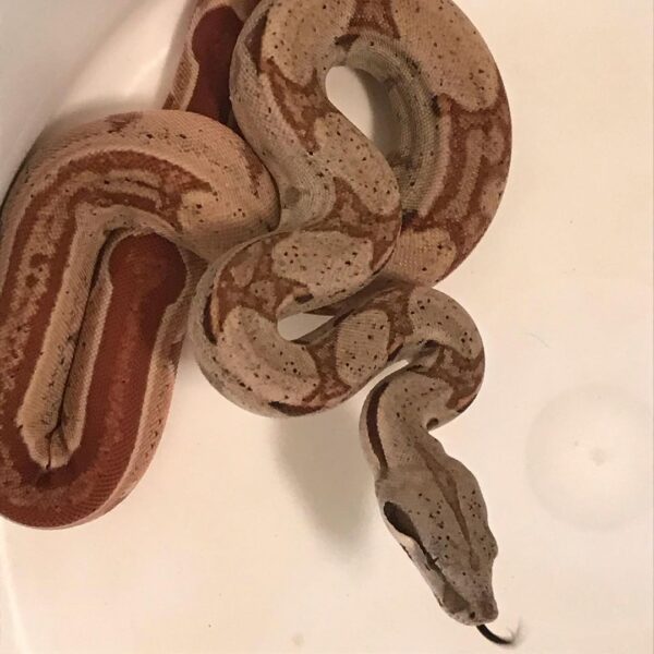 Super Hypo Jungle Colombian Boas