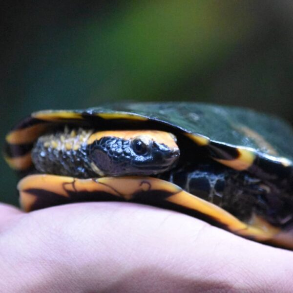 Twist Necked Turtle for Sale