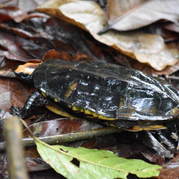 Twist Necked Turtle for Sale