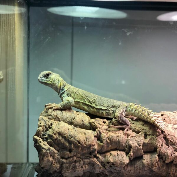 UROMASTYX PRINCEPS FOR SALE