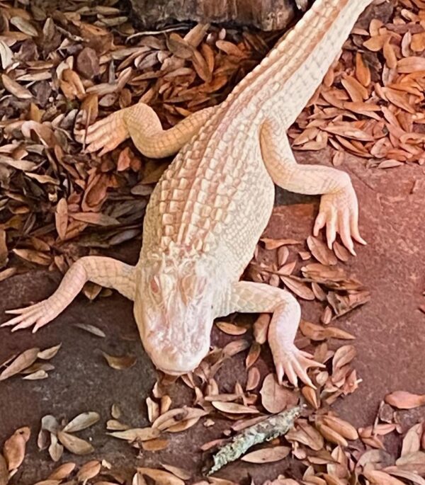 Albino Alligator for Sale