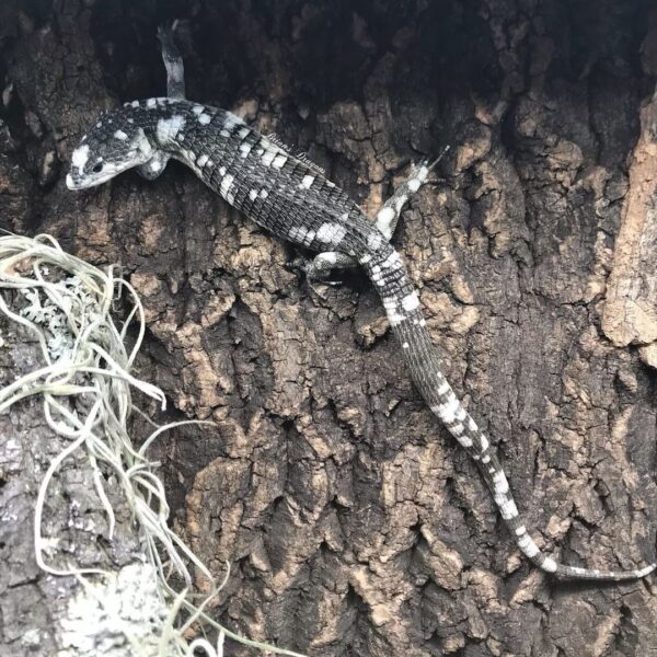 ABRONIA LYTHROCHILAS FOR SALE