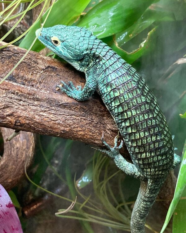 ABRONIA VASCONCELOSII FOR SALE