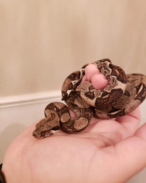 Baby Plasma Colombian Redtail Boa