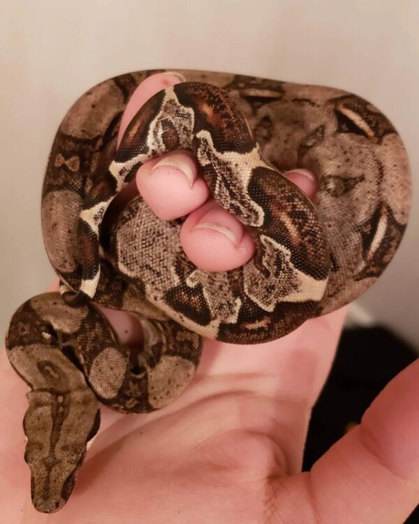 Baby Plasma Colombian Redtail Boa