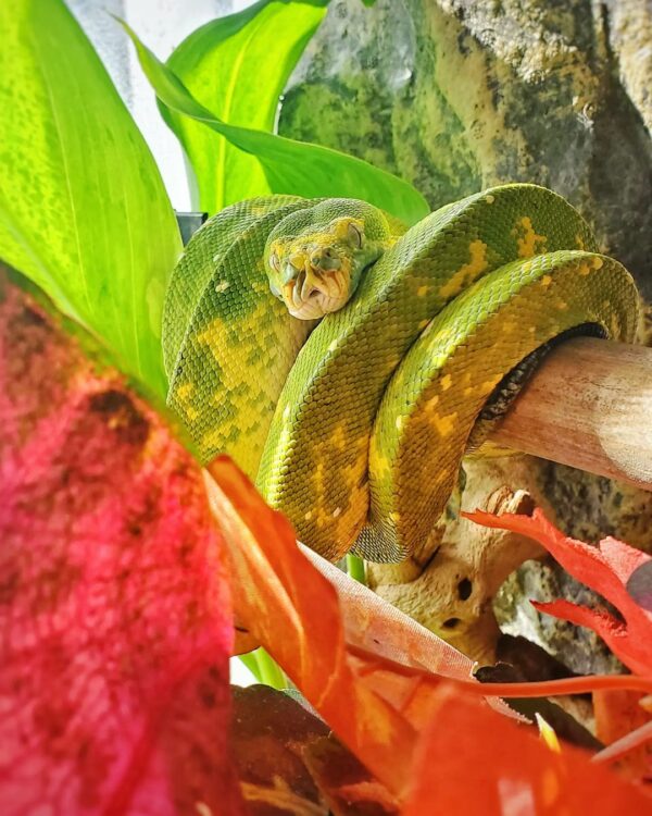 ADULT BIAK GREEN TREE PYTHON FOR SALE