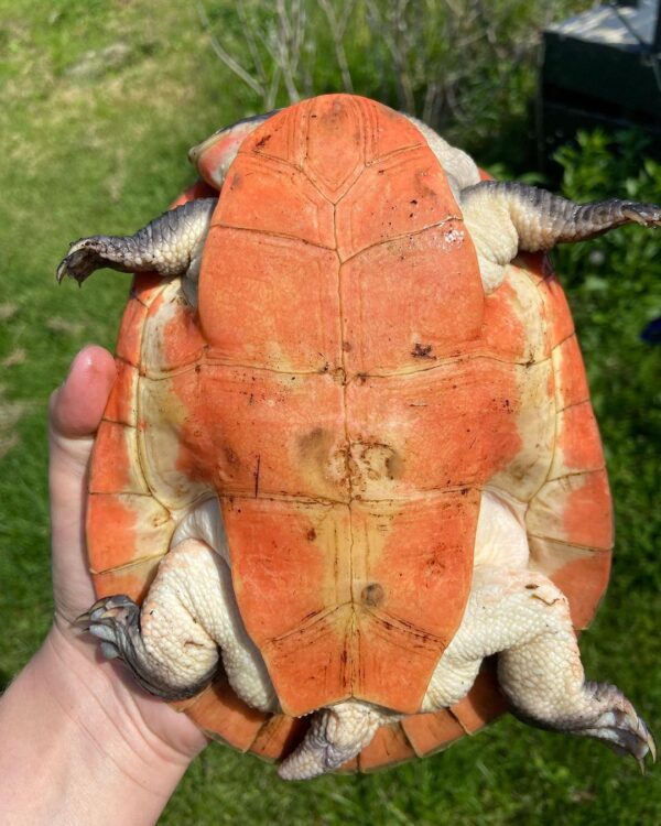 Peters Sideneck Turtle for Sale