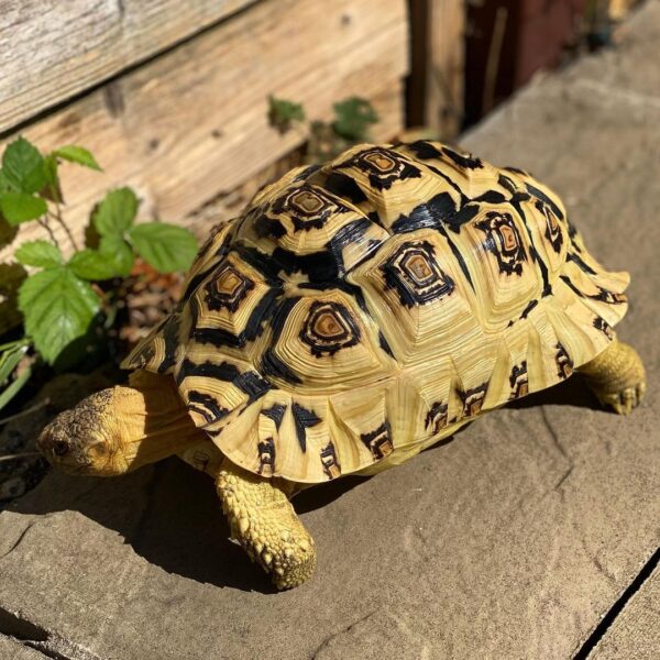 ADULT FEMALE LEOPARD TORTOISES FOR SALE