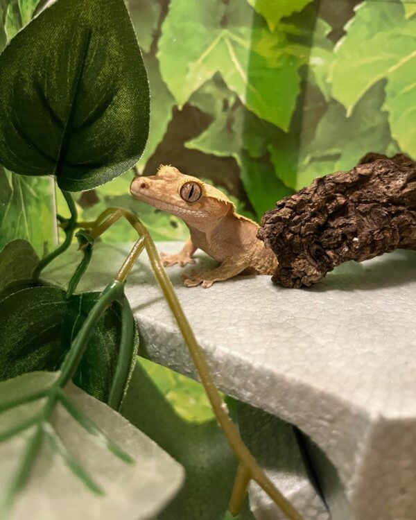 Ember Crested Gecko (HYBRID)