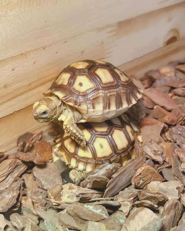 JUVENILE IVORY SULCATA TORTOISE FOR SALE