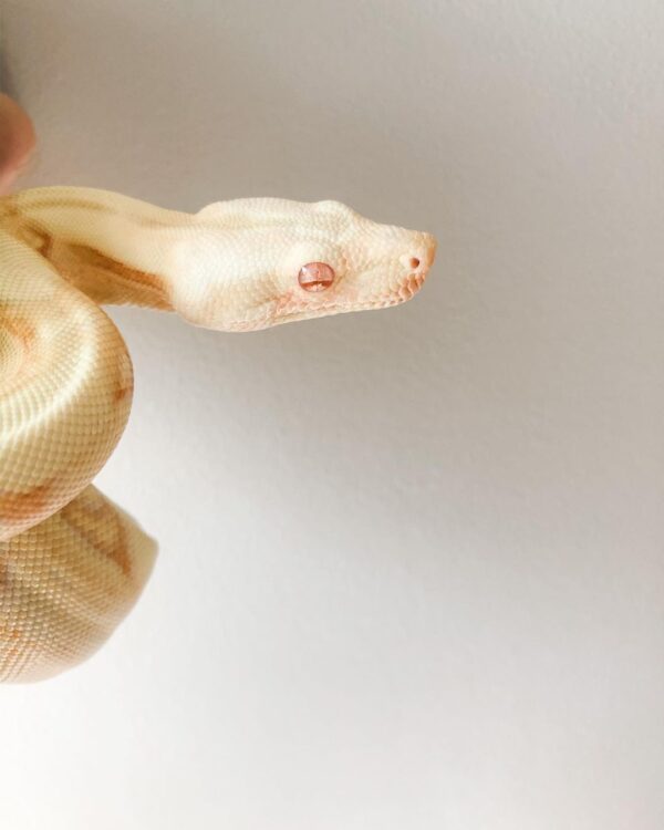 Albino Jungle Boa (Columbian) for Sale