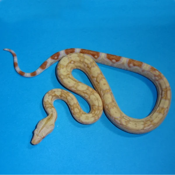 Albino Boas for Sale