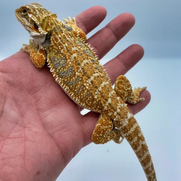 Citrus Leatherback Bearded Dragon “Breeder” (Stock BDB8)