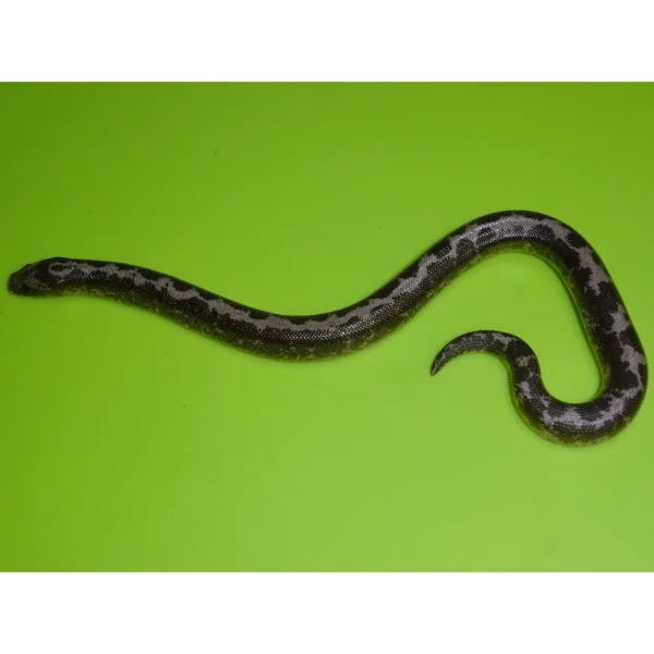 Black & White Stripped Kenyan Sand Boas