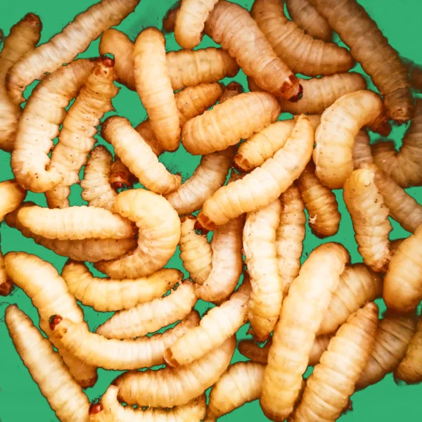 Wax Worms For Sale – Quantity 250