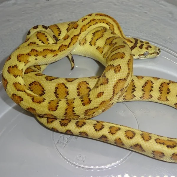 Caramel Jaguar Carpet Pythons for Sale