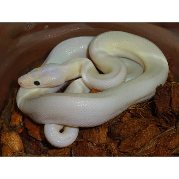 Leucistic Black Eye Colombian Rainbow Boas