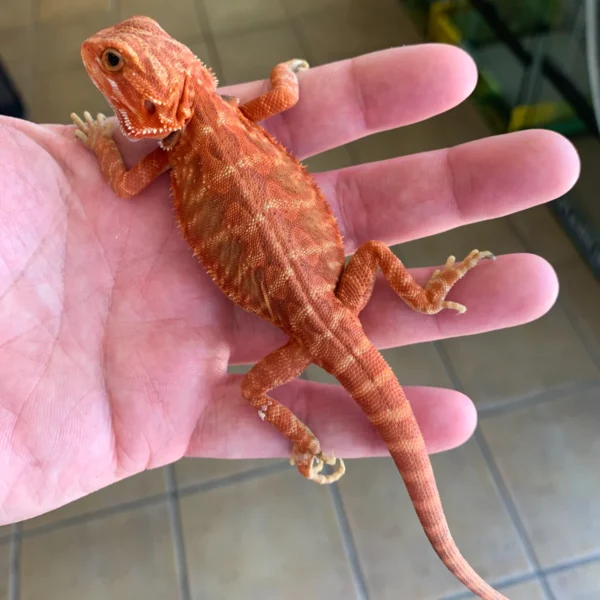 Super Orange – Red Hypo Translucent Bearded Dragons