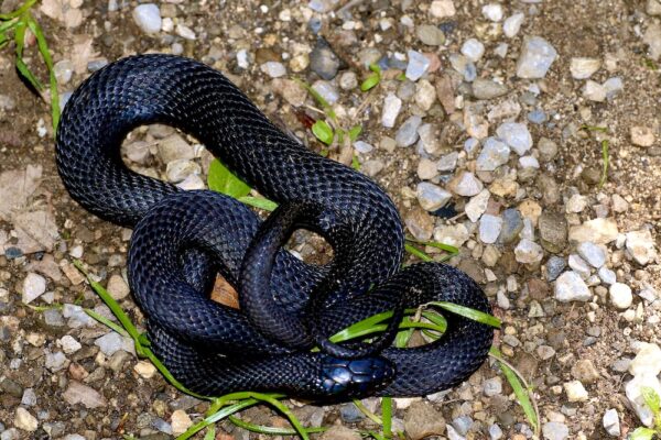 PAPUAN BLACK SNAKE FOR SALE